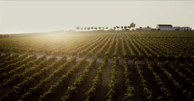 Vinos de Jerez Spot Singular One 7