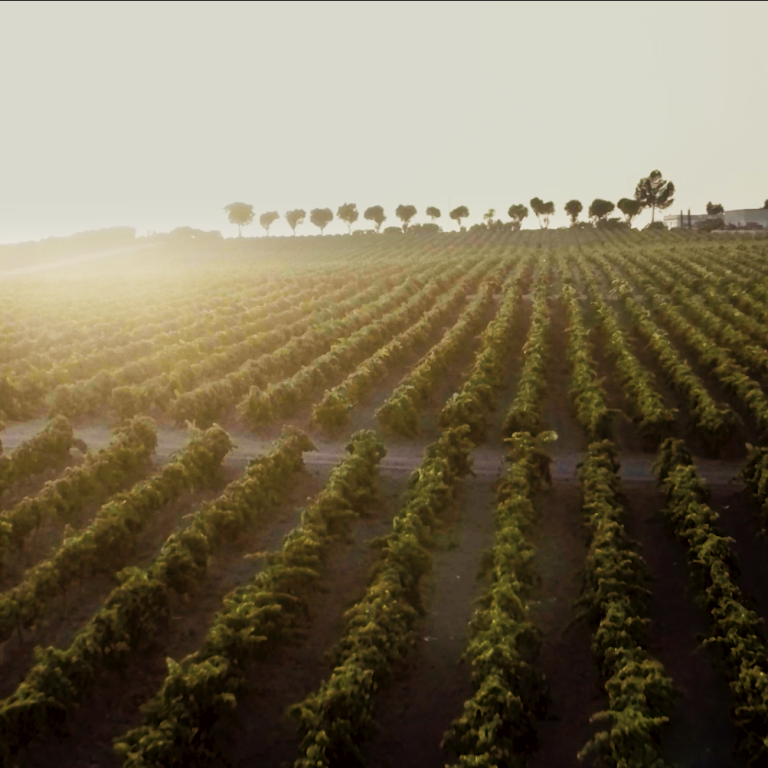 Vinos de Jerez Spot Singular One 7